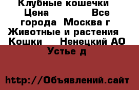 Клубные кошечки › Цена ­ 10 000 - Все города, Москва г. Животные и растения » Кошки   . Ненецкий АО,Устье д.